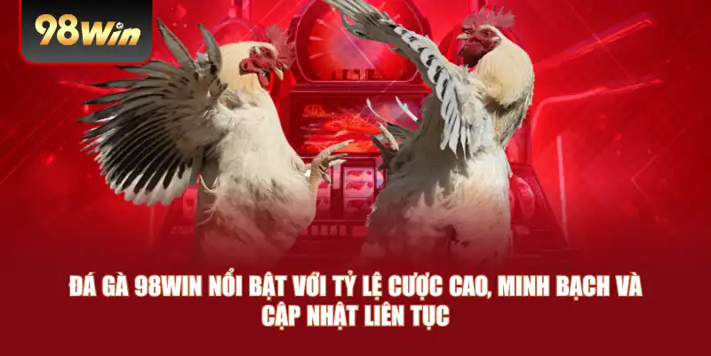 Đá gà 98win nổi bật với tỷ lệ cược cao, minh bạch và cập nhật liên tục